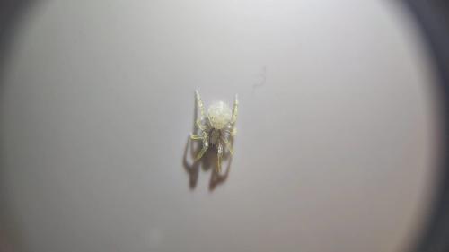 Zoropsis spinimana
